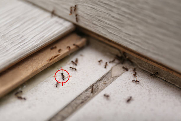 Best Local Pest Control Services  in Roosevelt Park, MI