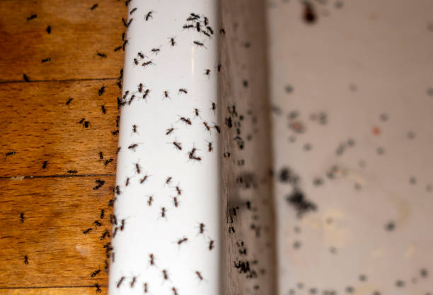 Best Pest Control Treatment  in Roosevelt Park, MI