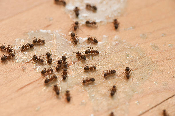 Best Cockroach Control Services  in Roosevelt Park, MI