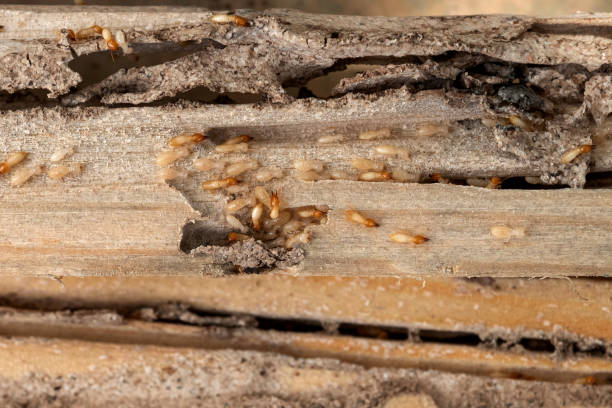 Best Wasp Removal Services  in Roosevelt Park, MI